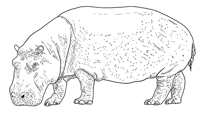 рисунок бегемота 9