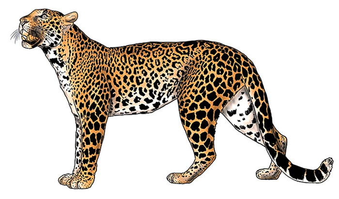 леопардовый рисунок 14