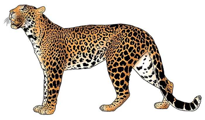 леопардовый рисунок 13
