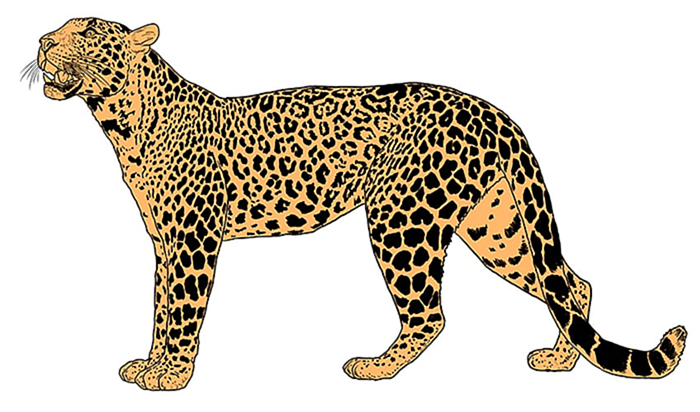 леопардовый рисунок 11
