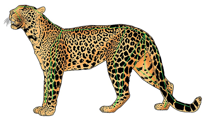 леопардовый рисунок 12б
