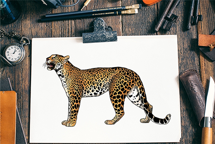 как нарисовать леопарда 2