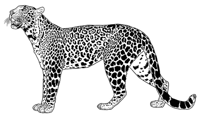 леопардовый рисунок 10