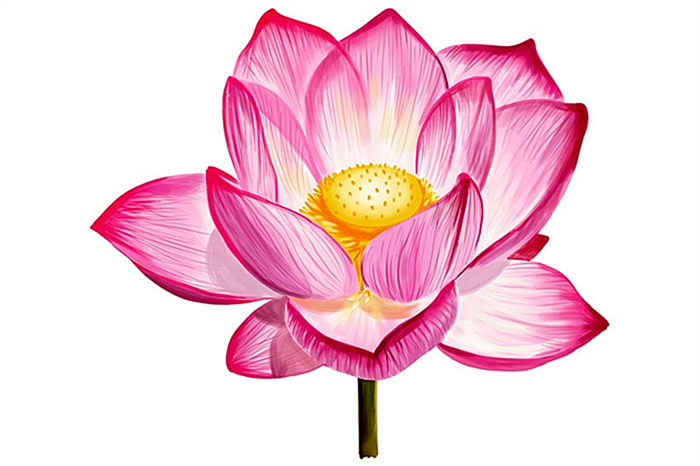 рисунок цветка лотоса