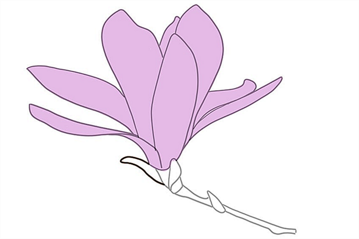 рисунок цветка магнолии 06