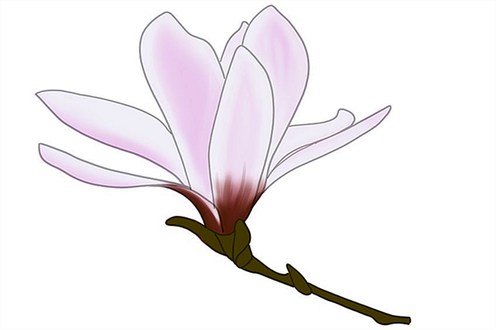 рисунок цветка магнолии 09
