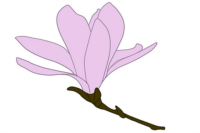рисунок цветка магнолии 07