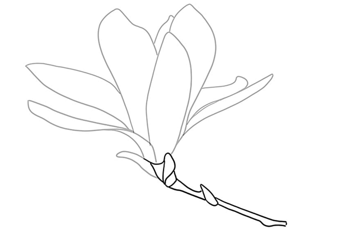 цветок магнолии рисунок 05