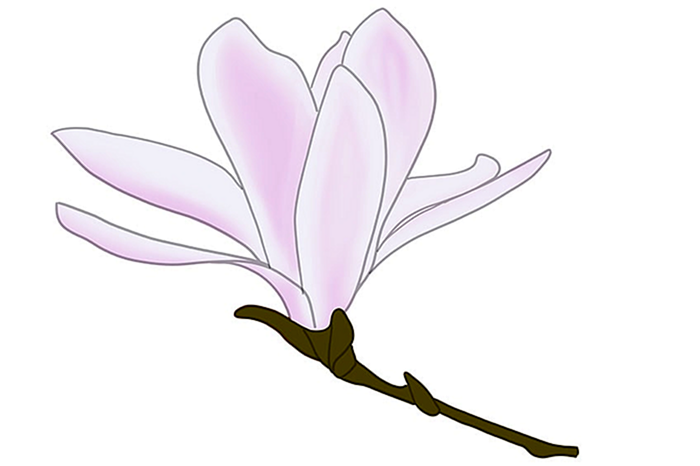 рисунок цветка магнолии 08