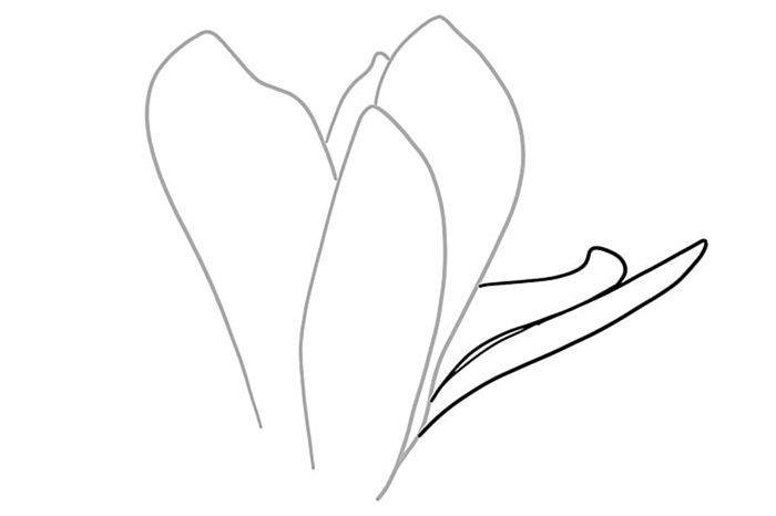 цветок магнолии рисунок 03
