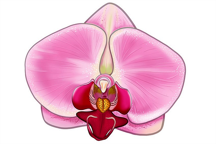 рисунок цветка орхидеи