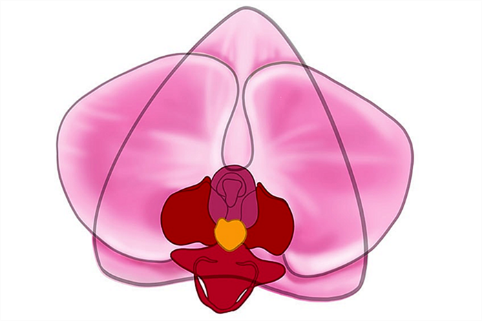 рисунок орхидеи 10