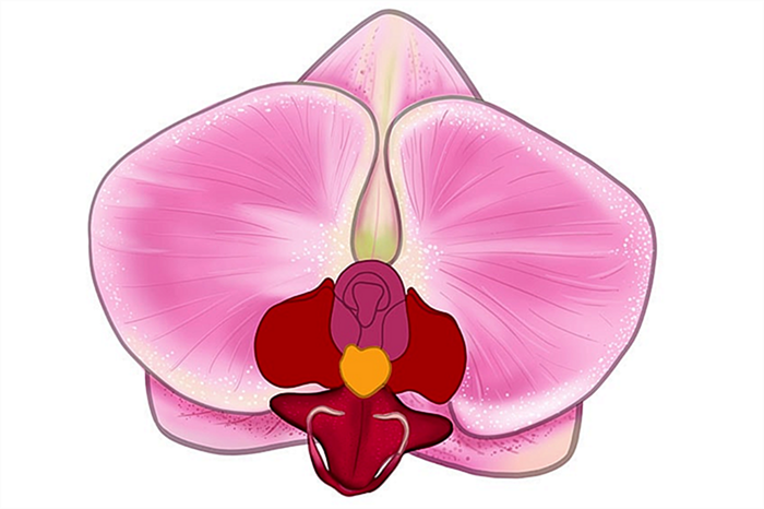 рисунок орхидеи 13