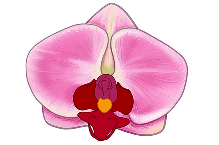 рисунок орхидеи 12