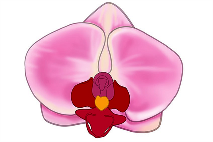 рисунок орхидеи 11