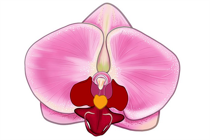 рисунок орхидеи 14
