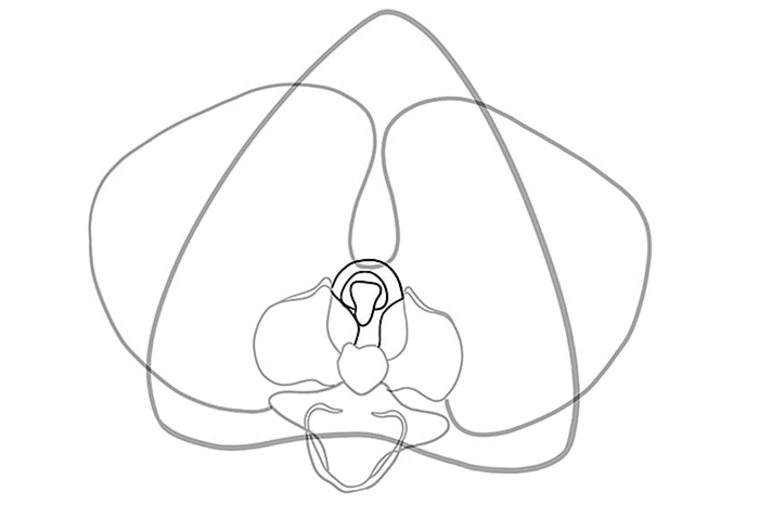 рисунок орхидеи 05