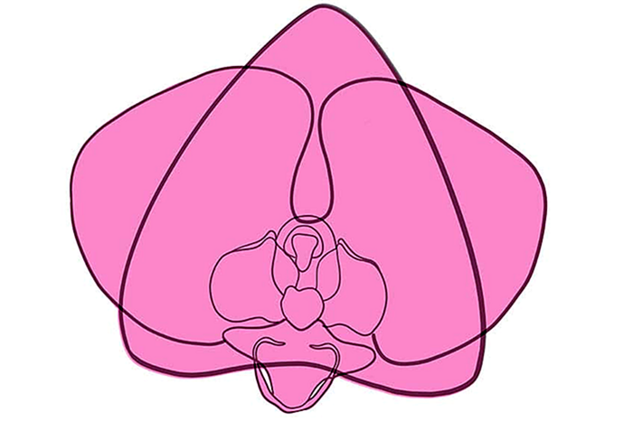 рисунок орхидеи 06