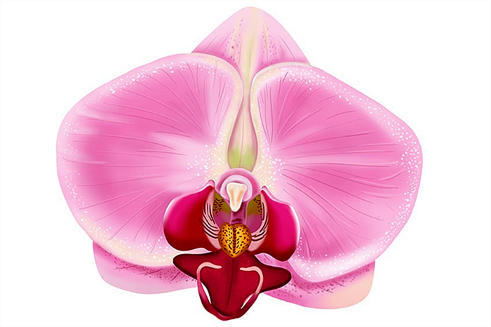 рисунок орхидеи