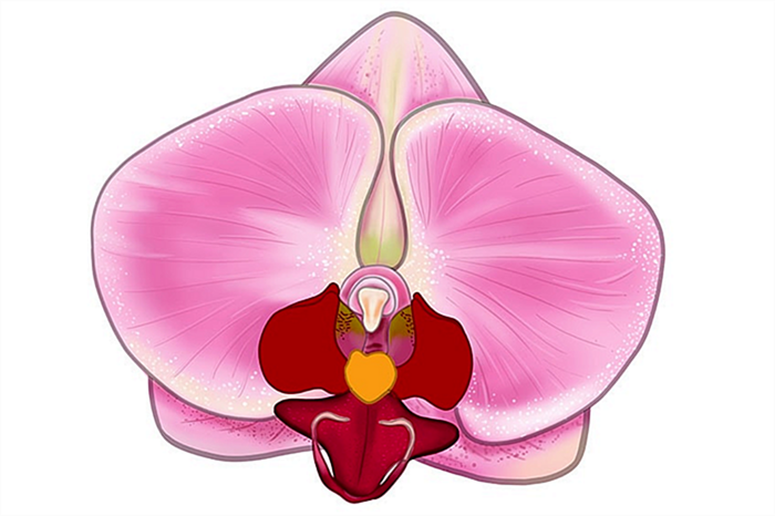 рисунок орхидеи 15
