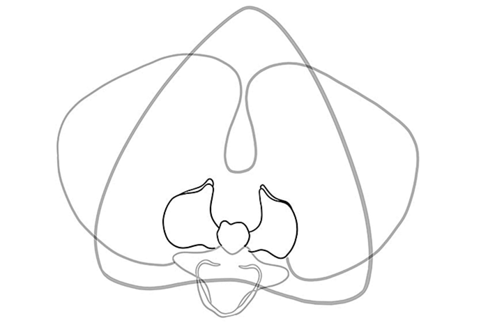 рисунок орхидеи 04