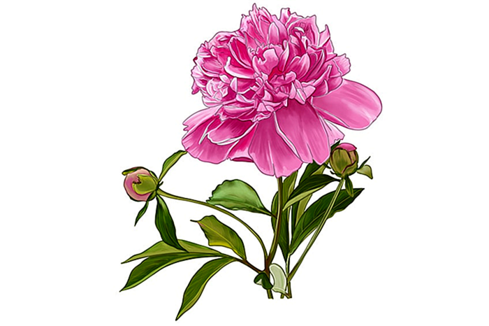 рисунок цветка пиона