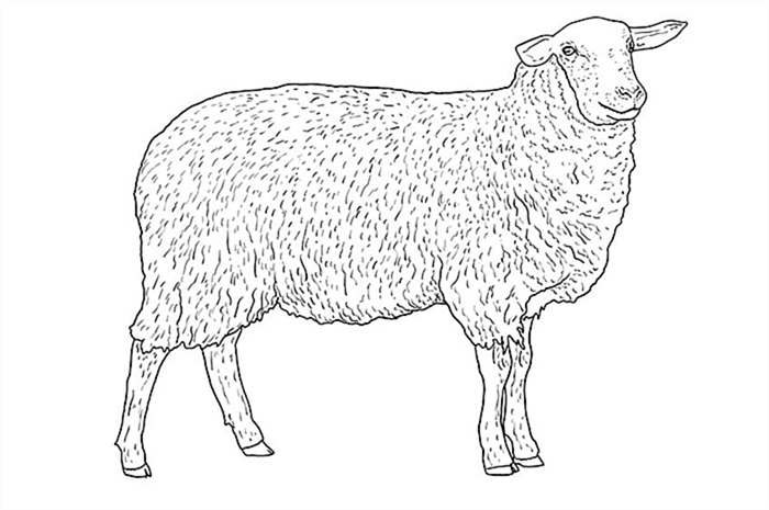 рисунок овцы 9