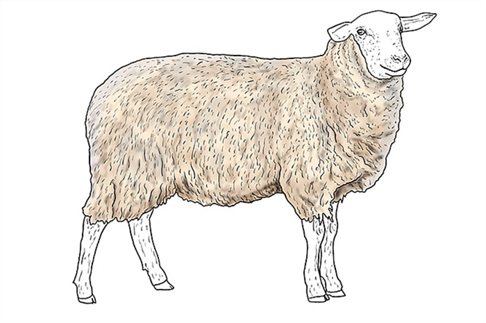 рисунок овцы 11