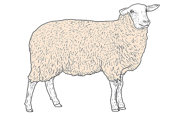 рисунок овцы 10