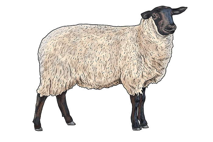 рисунок овцы 13