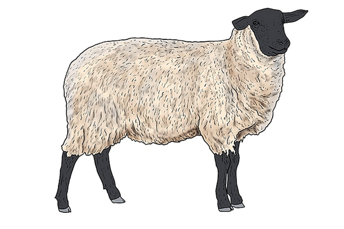 рисунок овцы 12