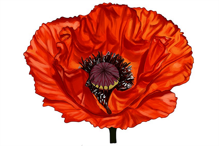 рисунок цветка мака 14