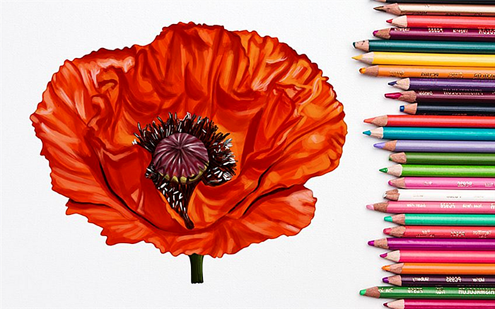 Как нарисовать цветок мака